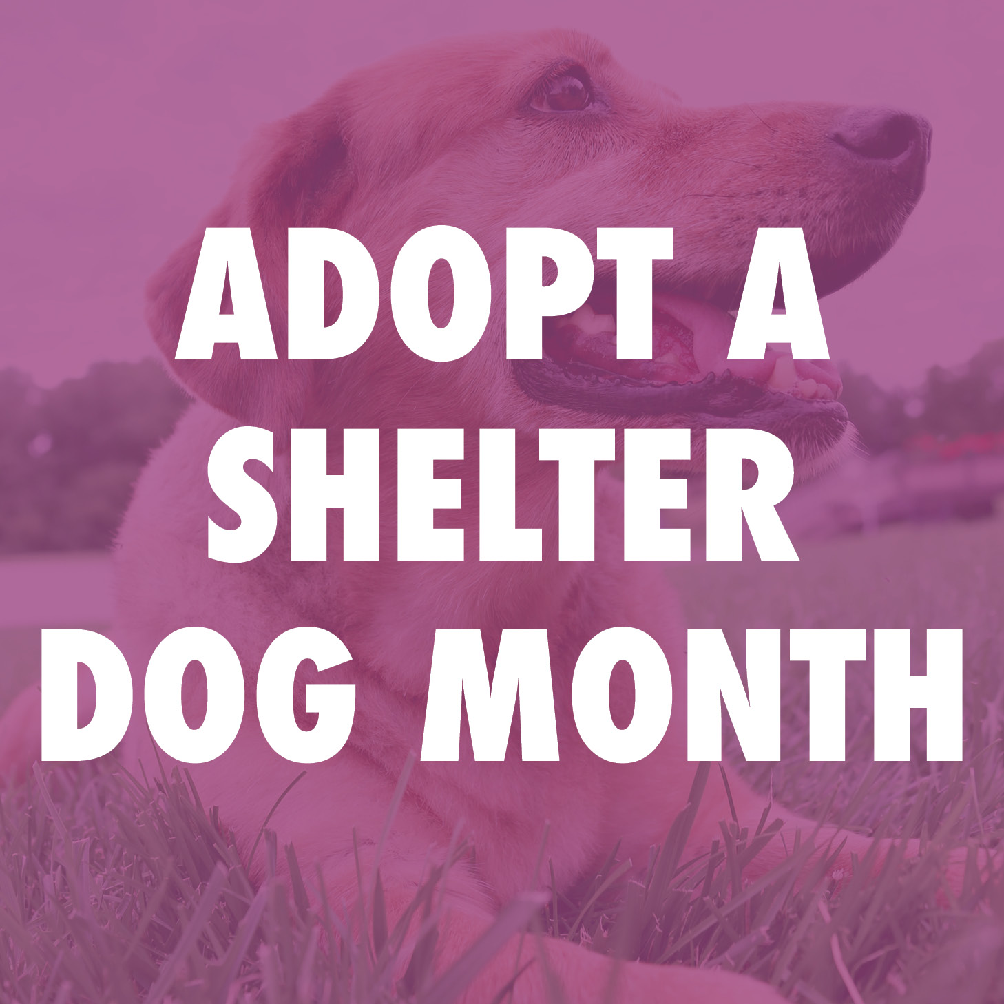 Adopt a Shelter Dog Month
