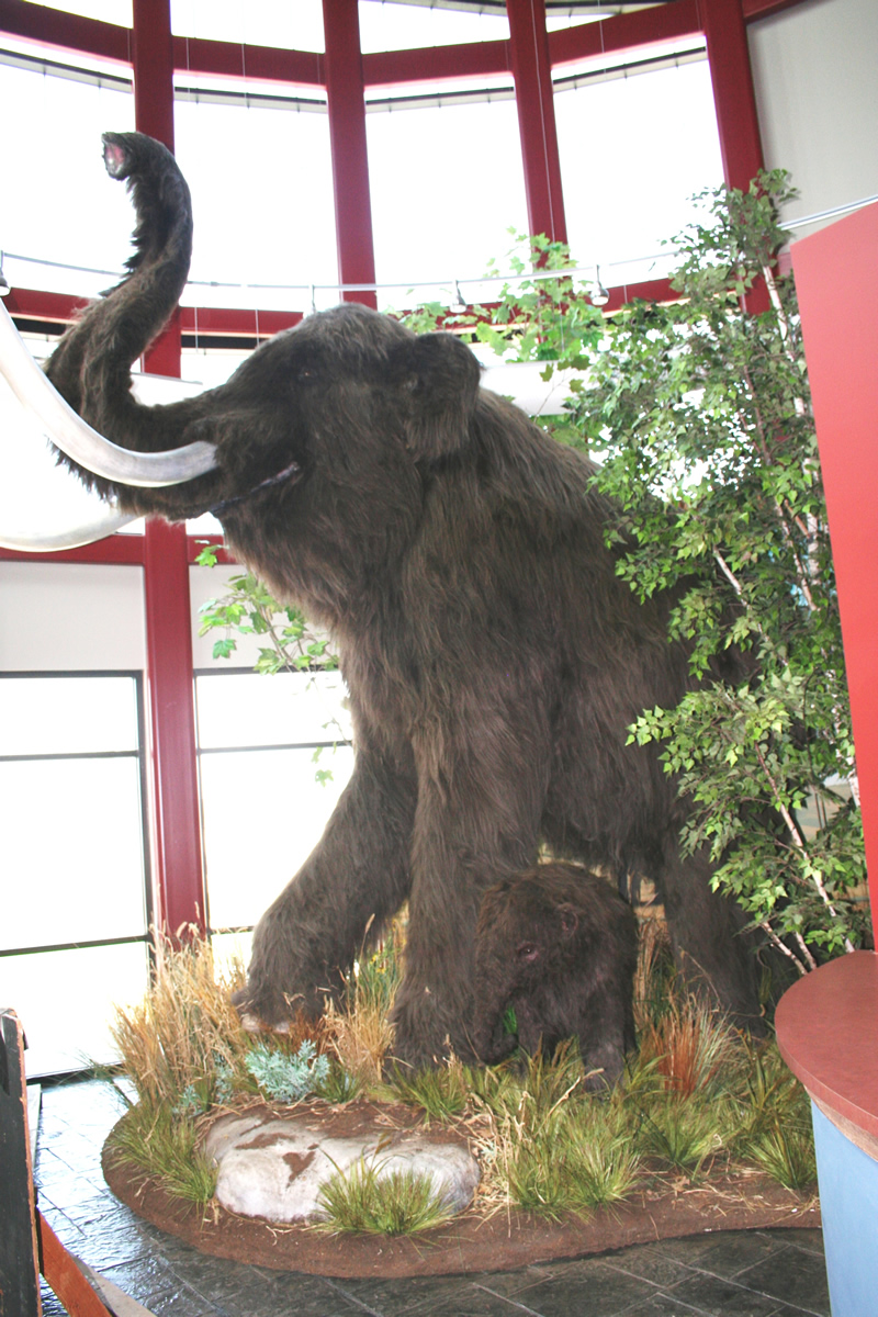 Woolly mammoth exhibit